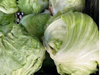 Lechuga repollada