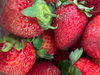 Frutilla