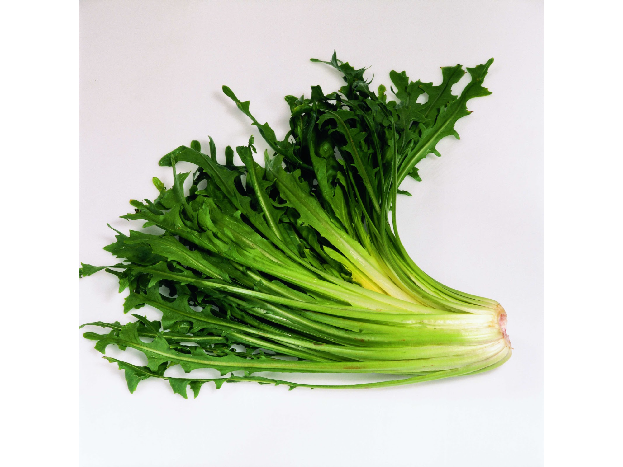 ACHICORIA