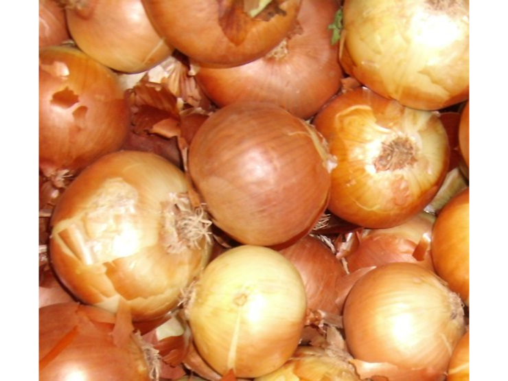 CEBOLLA ELEGIDA