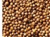 Coriandro (30 g)