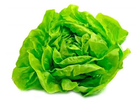 Lechuga Manteca