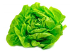 Lechuga Manteca