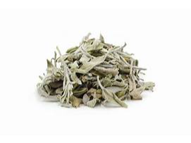 Salvia