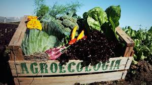 FRUTAS Y VERDURAS AGROECOLOGICAS