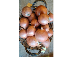 Cebolla cobriza
