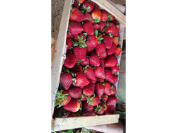Frutilla