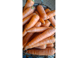 Zanahoria
