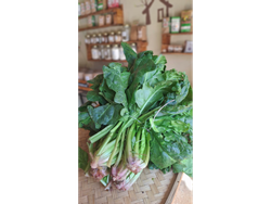 Espinaca