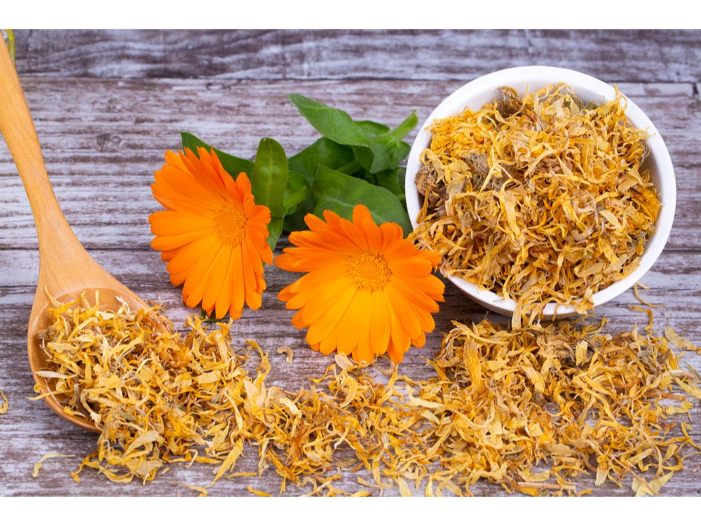 CALENDULA