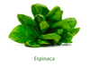 ESPINACA CAJA X 10 KLS