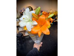 Dalia Express - Lilium (Naranja y Blanco)