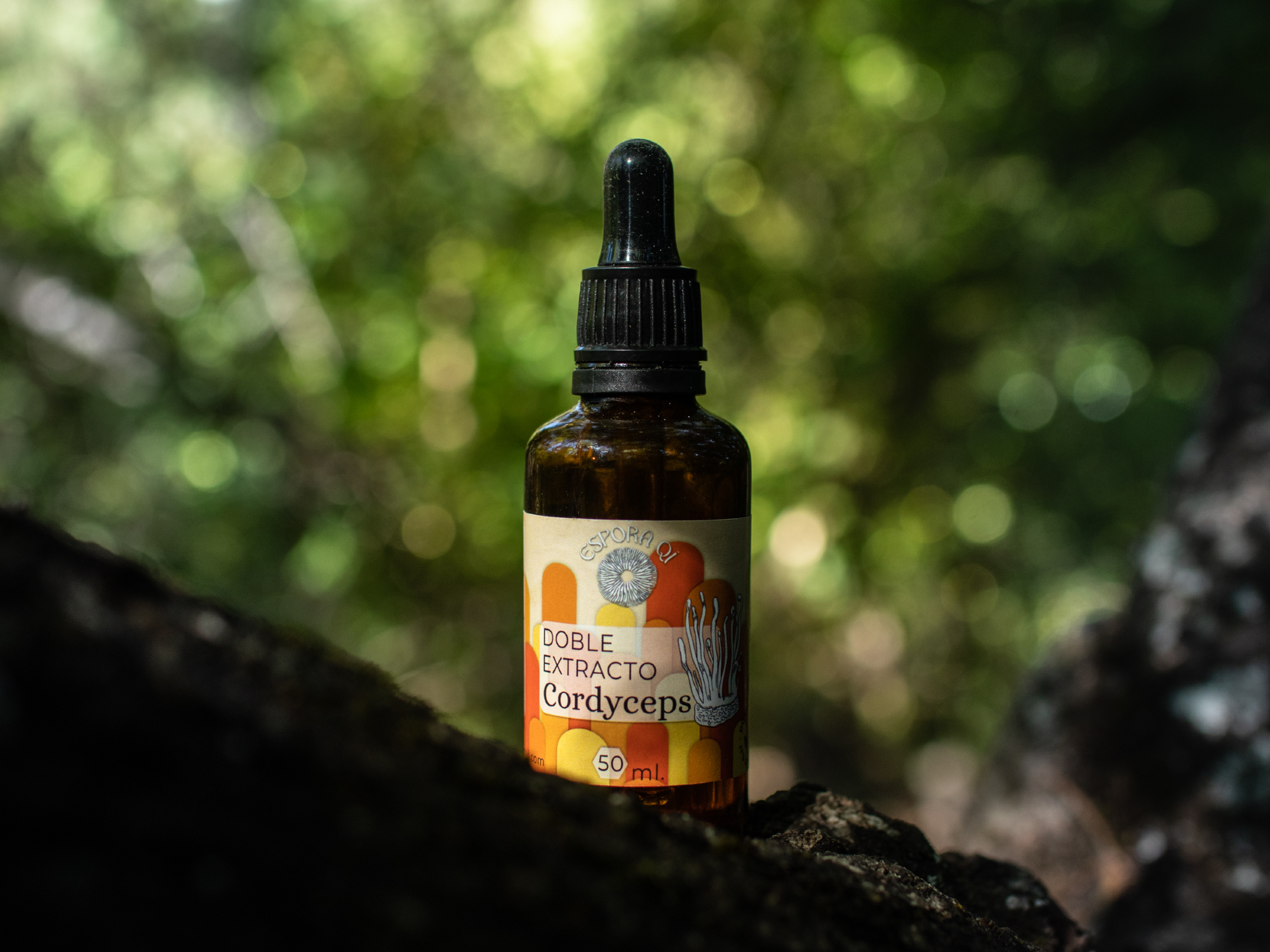 Cordyceps