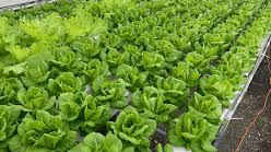 PRODUCTOS HIDROPONICOS