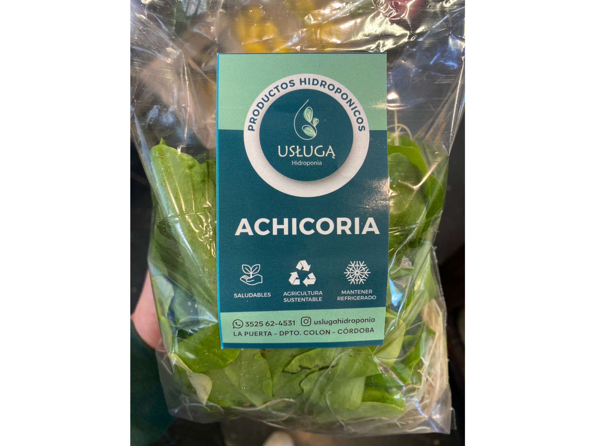 Achicoria
