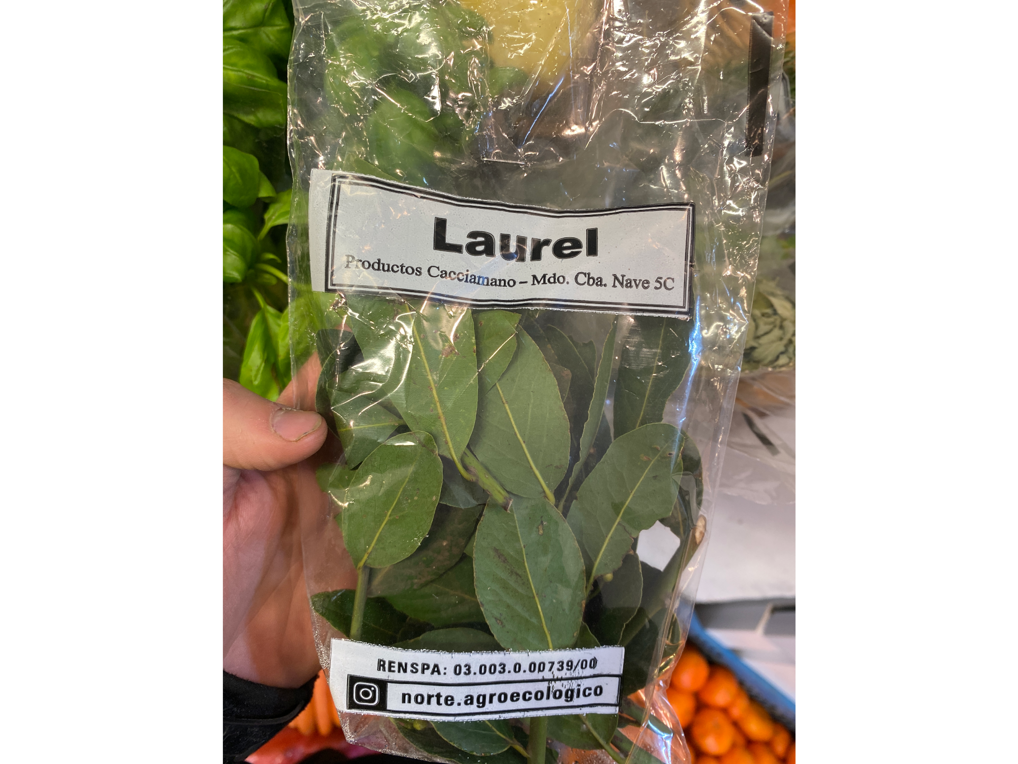 Laurel