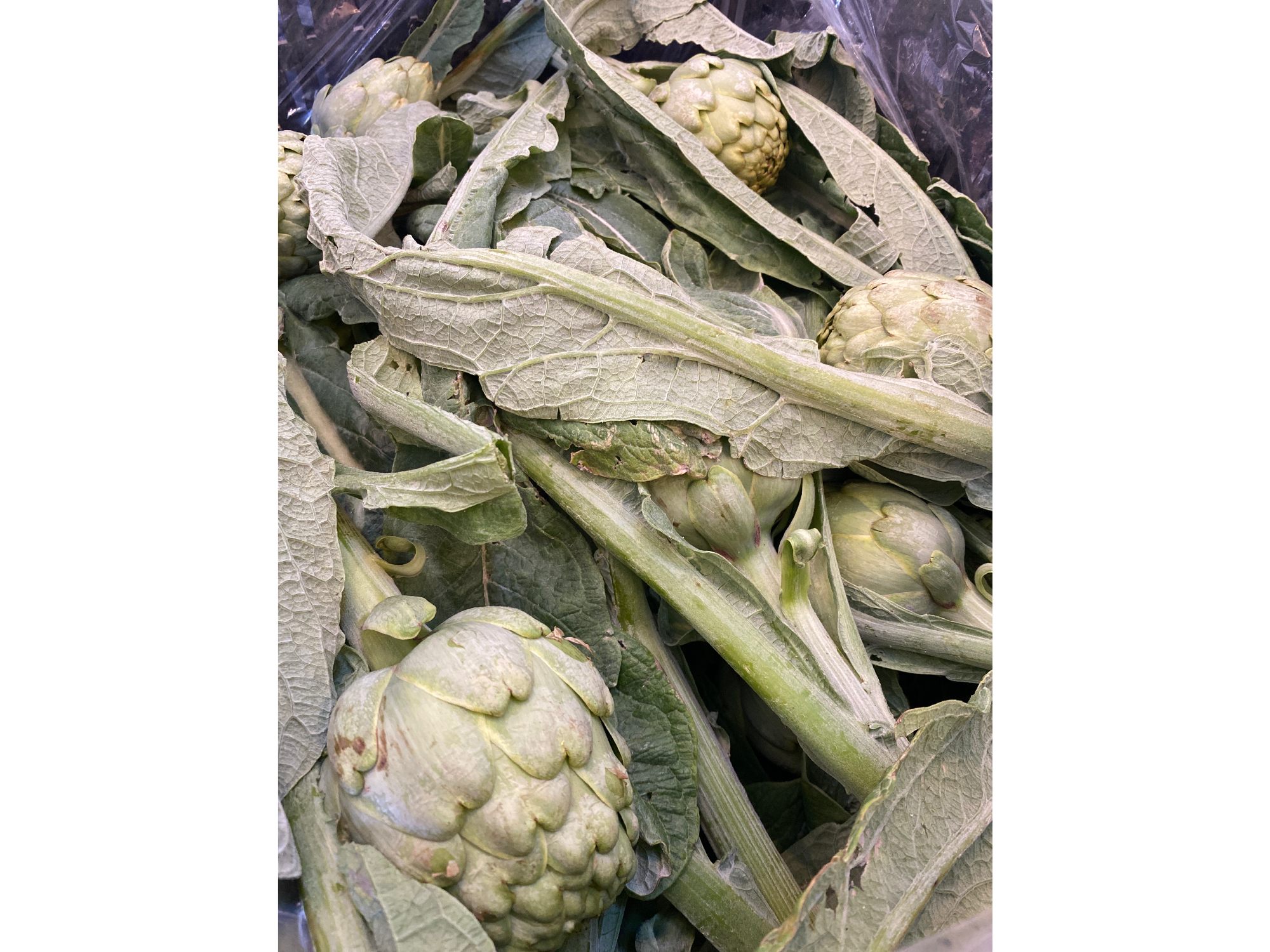 Alcausil