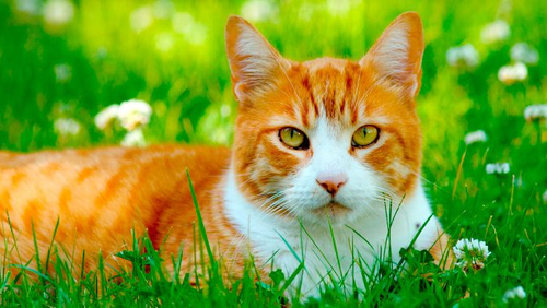 GATOS