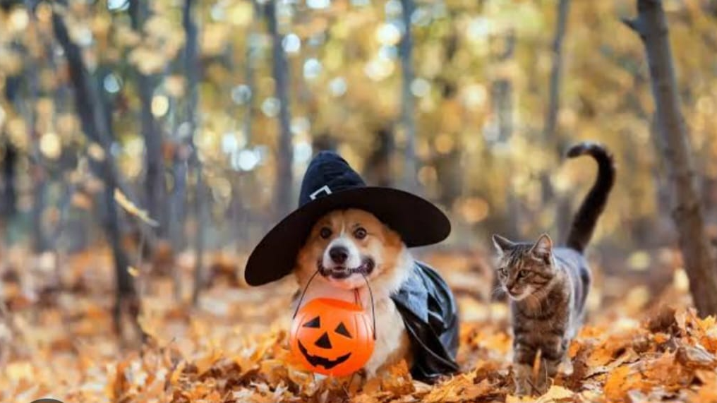 PRODUCTOS NUEVOS PROMOCIONES