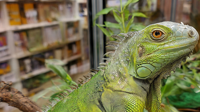 REPTILES