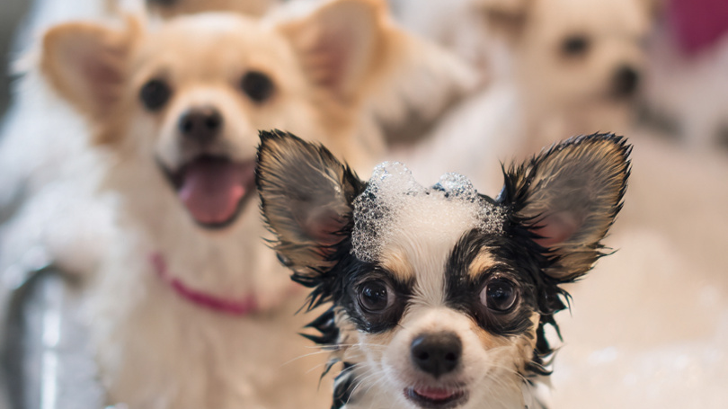 SHAMPOOS  LOCIONES Y DESENREDANTES