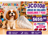 JUEGO DE COLLARES ISABELINO 7 PZAS + JUEGO DE BOZAL GRATIS