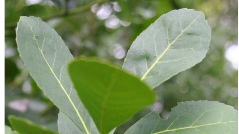 Yerbas Orgánicas , Tradicionales y Hierbas