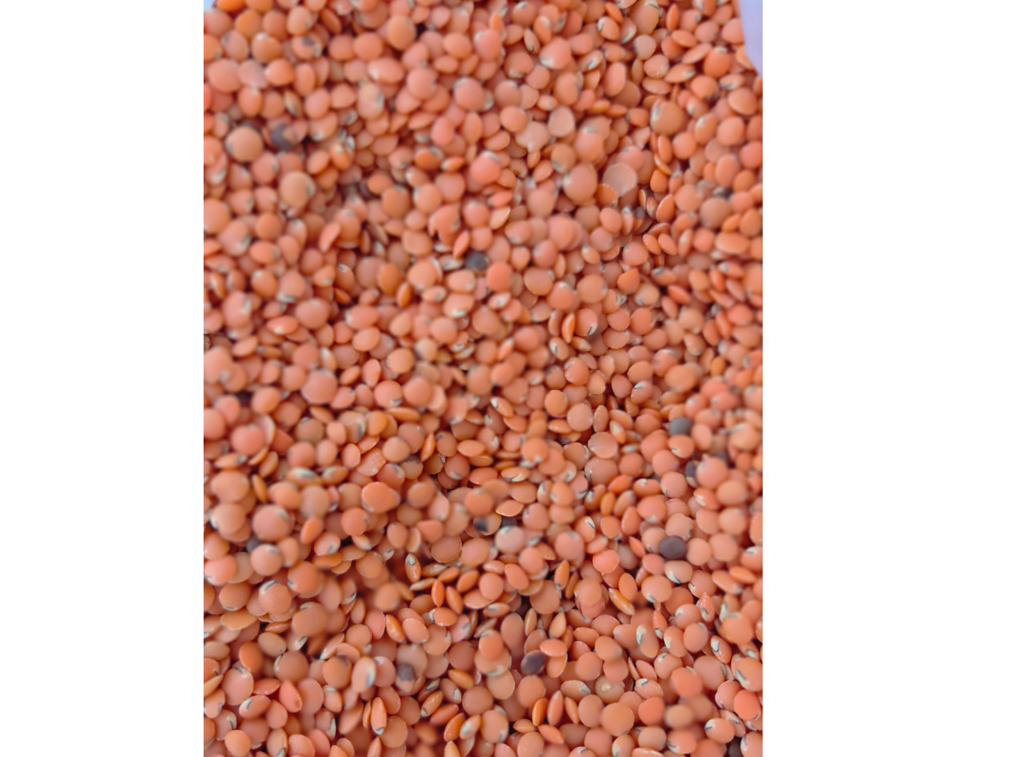 Lentejas turcas