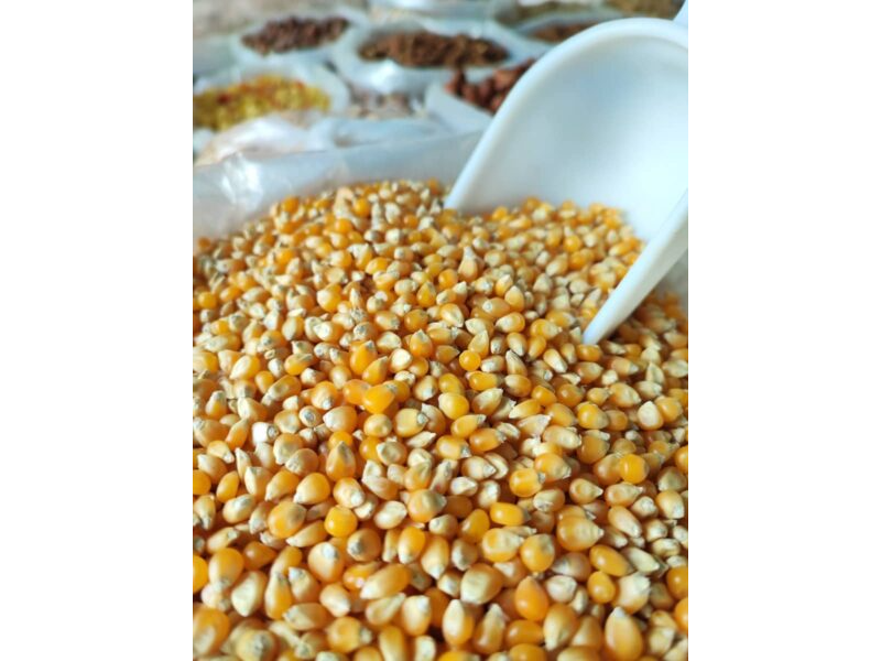 Blat de moro roseter per a crispetes