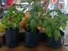 Plantin de albahaca