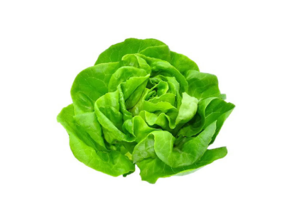 Lechuga manteca
