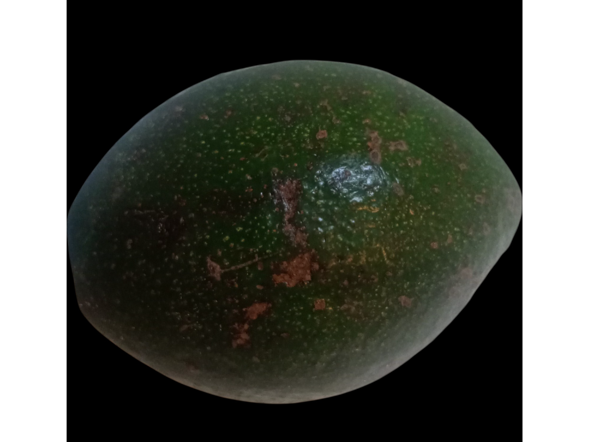 Palta nacional