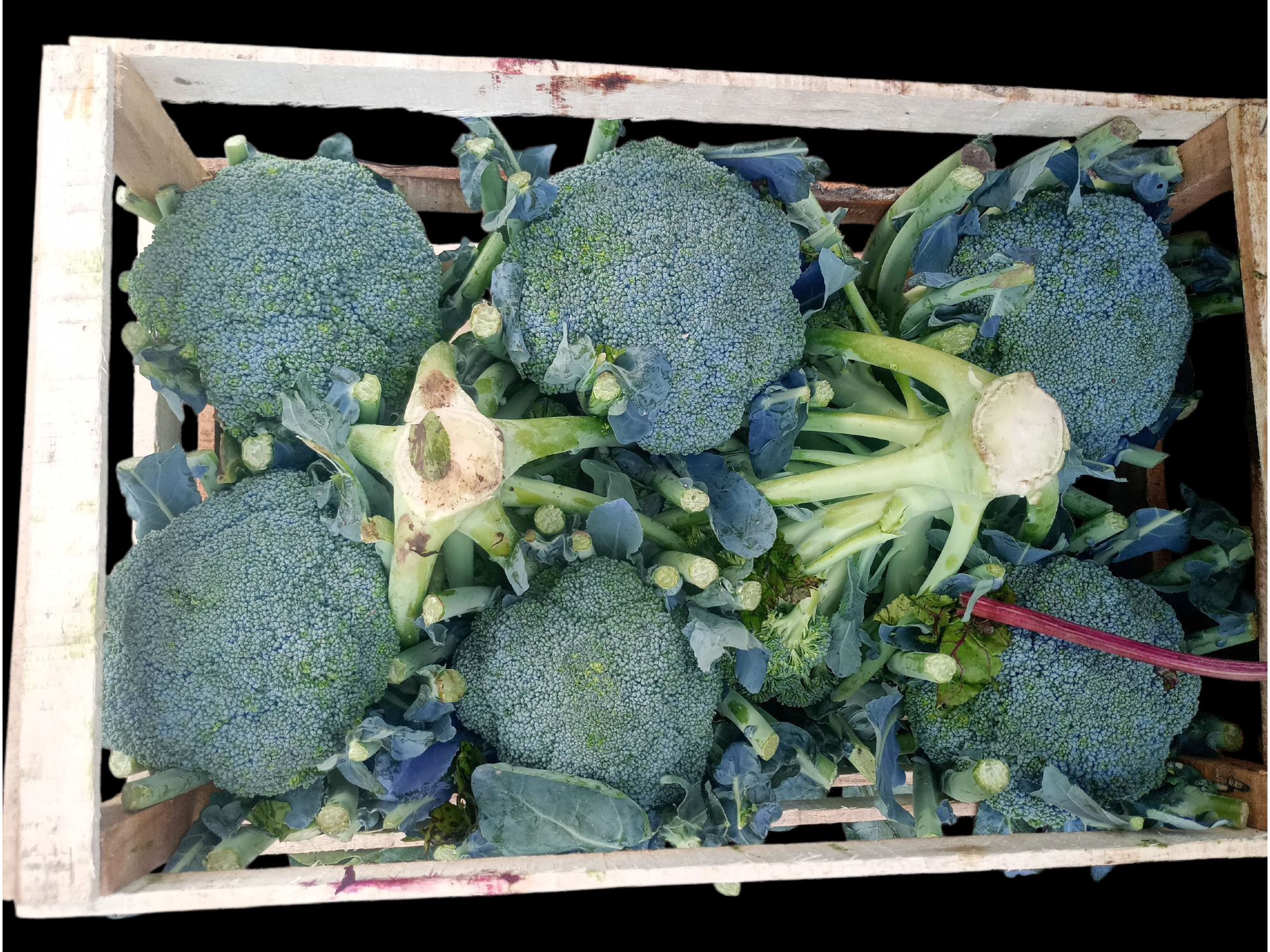 Brocoli