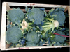 Brocoli
