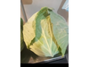 Repollo blanco