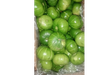 Zapallitos cod 7