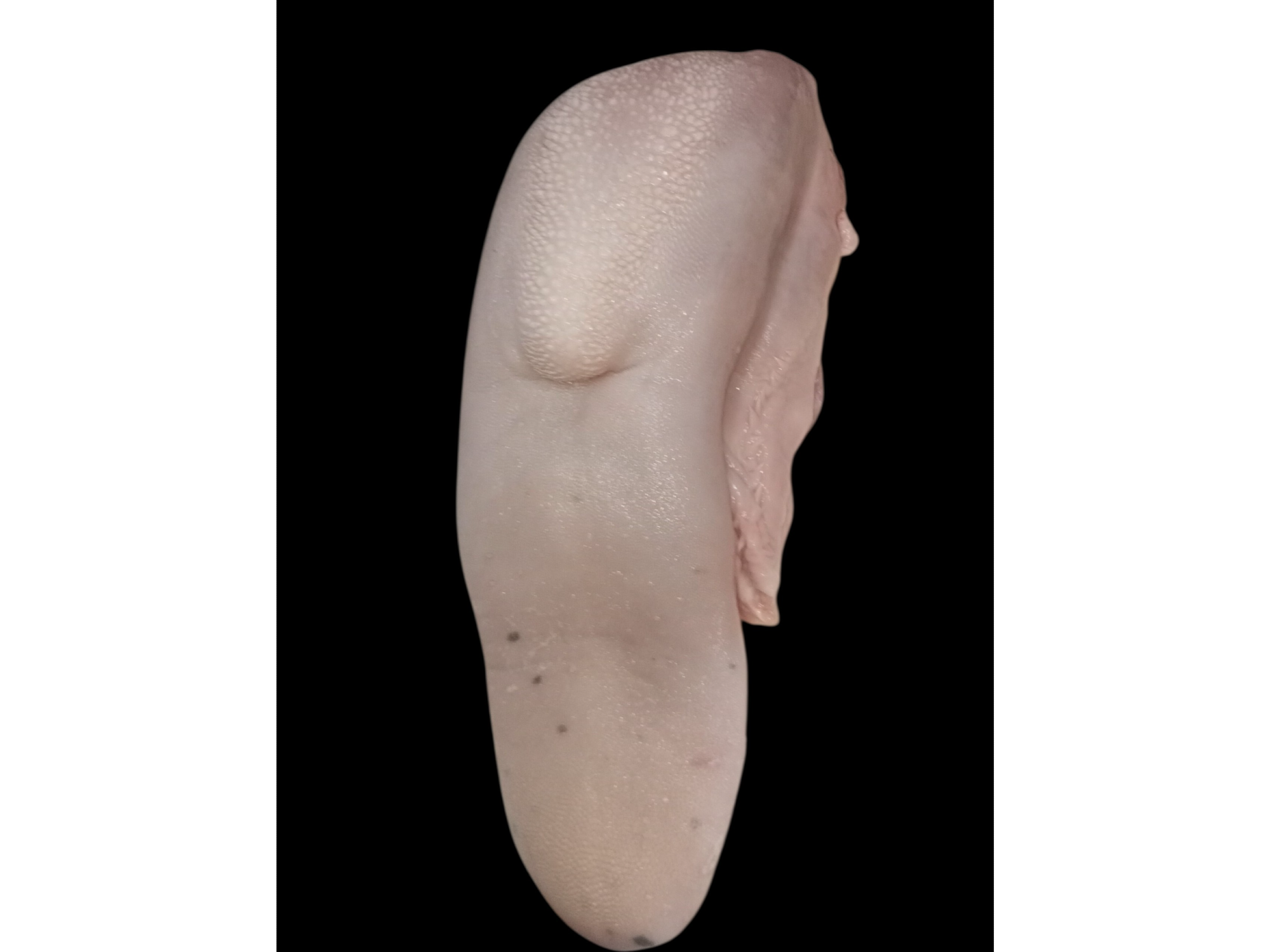 Lengua