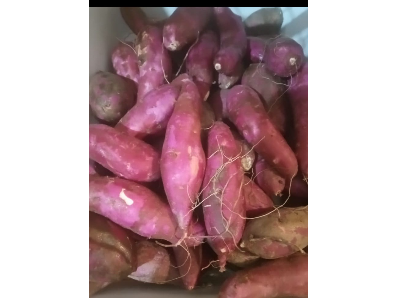 Batata cod 8