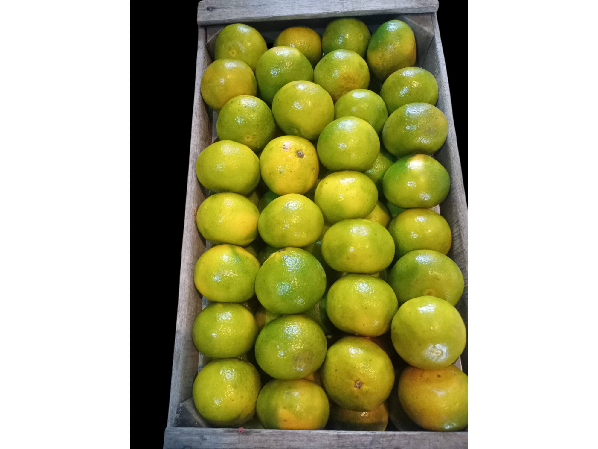 Mandarina  dancing