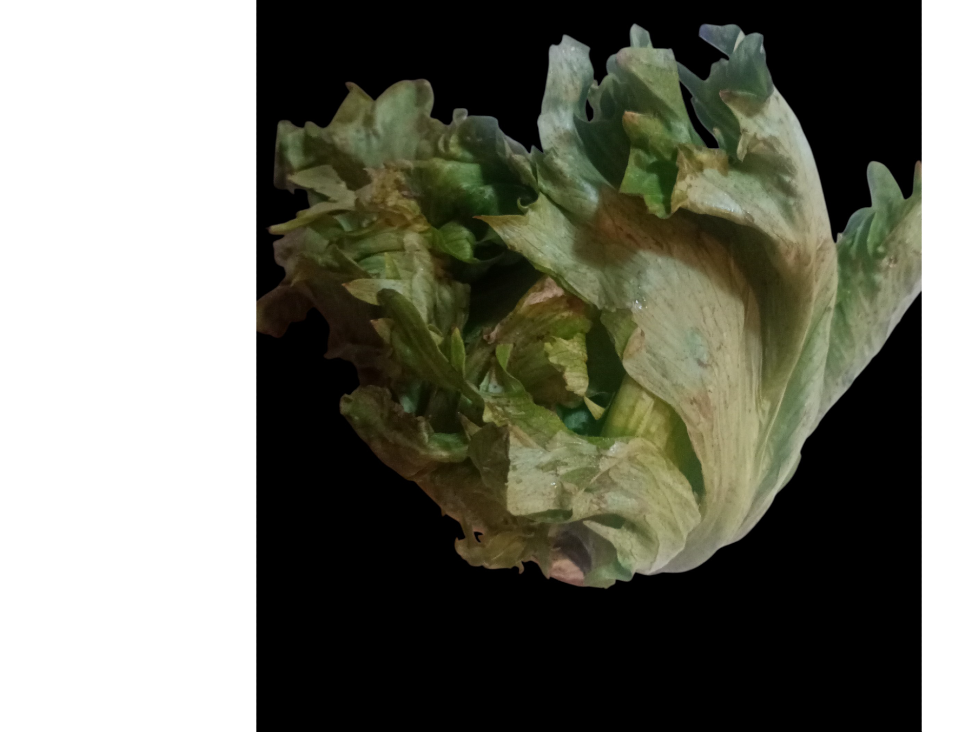 Lechuga repollada