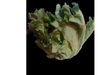 Lechuga repollada