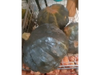 Zapallo brasilero