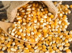 MAIZ PISINGALLO