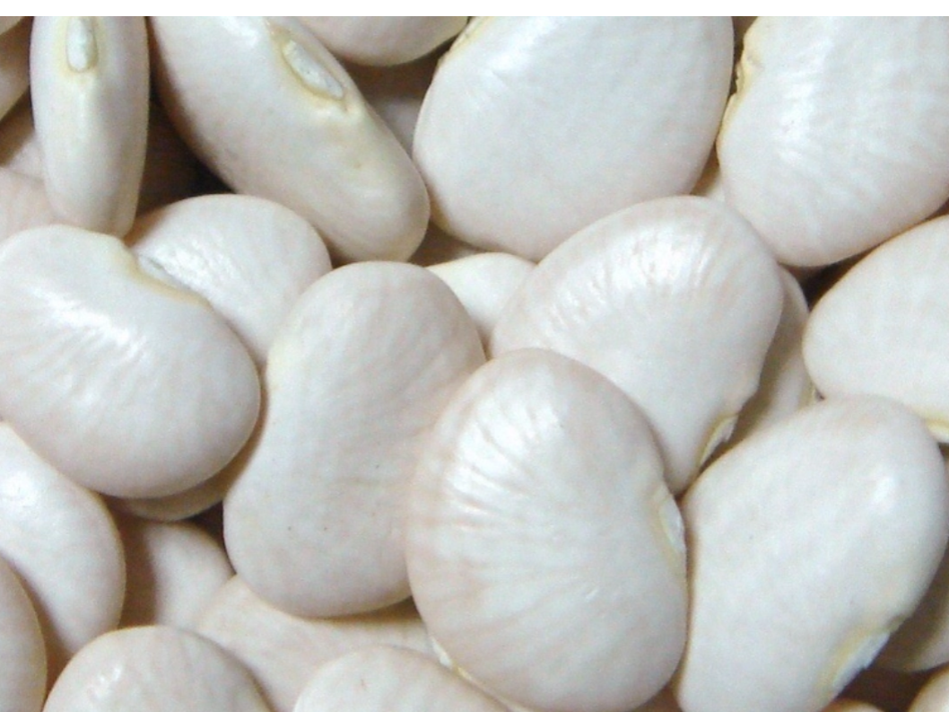 Poroto Pallares