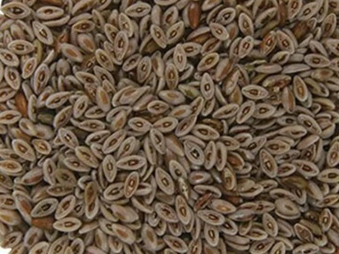 Psyllium en grano