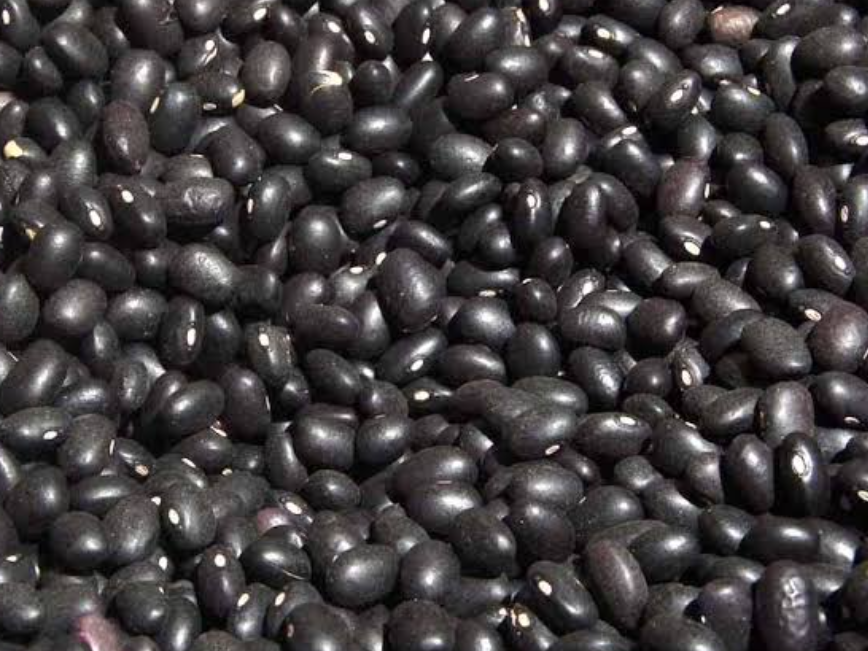 Poroto negro