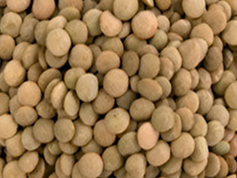 Lentejas canadienses (kg)