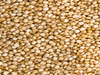 Semillas de quinoa premium (kg)