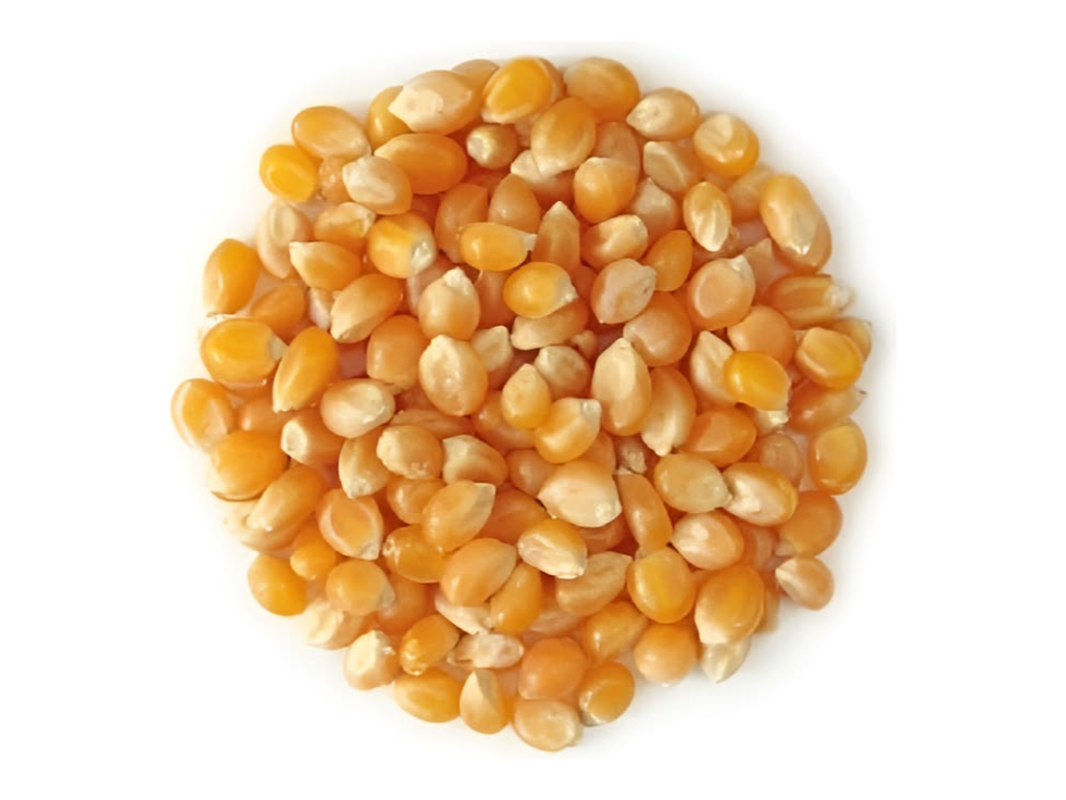 Maíz pisingallo