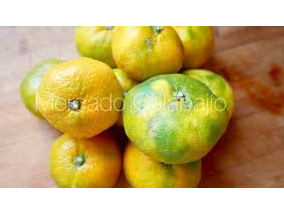 MANDARINA OKITSU